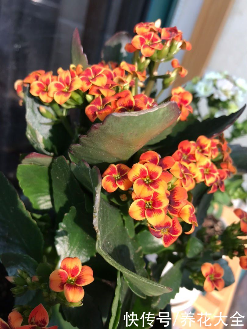  才能|养长寿花，最怕5怕，避开了才能养爆盆