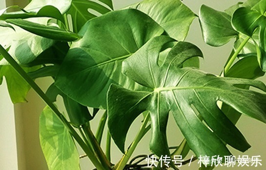 这3种绿植好看又耐活，寓意“招财接福”，养在家里还能“镇宅”
