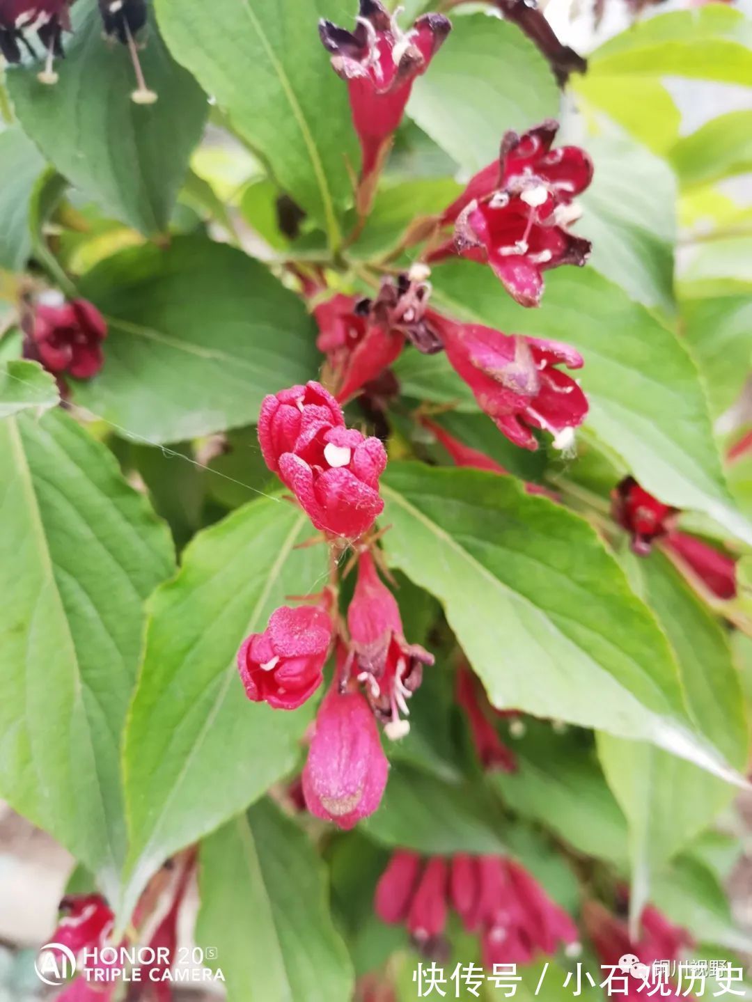 农家|初夏时节，农家是一片花海，清新自然之美