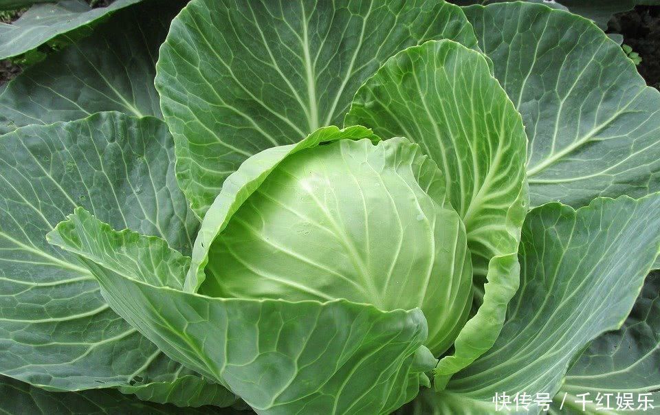 医生|发现了糖尿病的“天敌”医生正确地吃了6种食物，血糖就会稳定