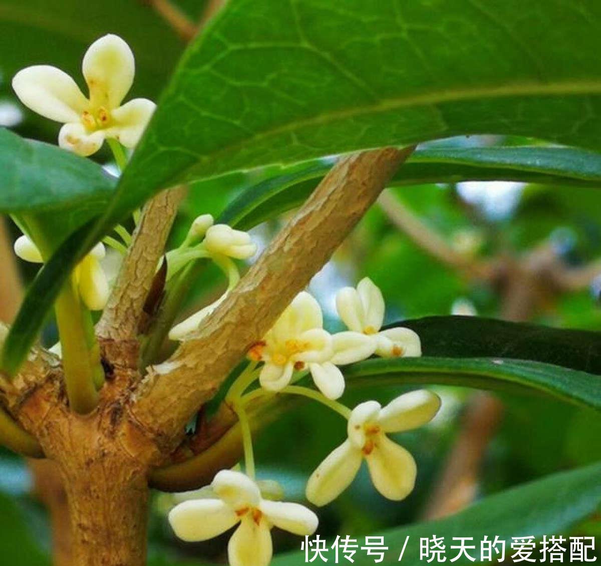 桂花|养4种植物堪称“投资”,养得越久,价值翻好几倍