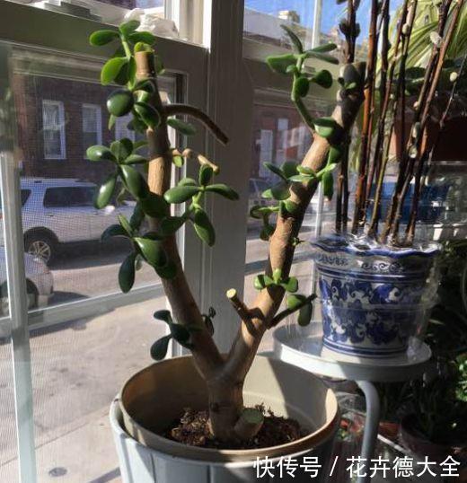 7种花，现在要砍头，冲天炮变成爆炸头