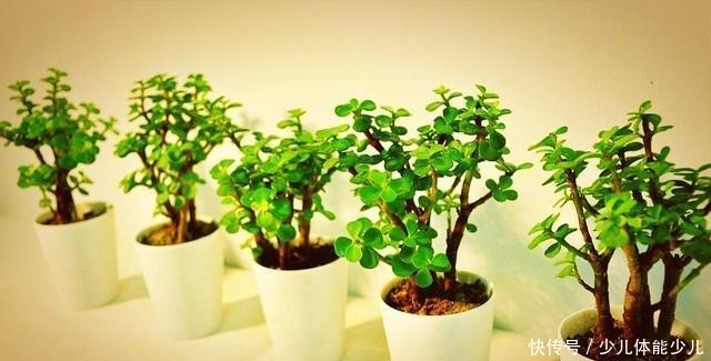 金枝玉叶怎么养才爆盆 记住这几点金枝玉叶很快枝繁叶茂!