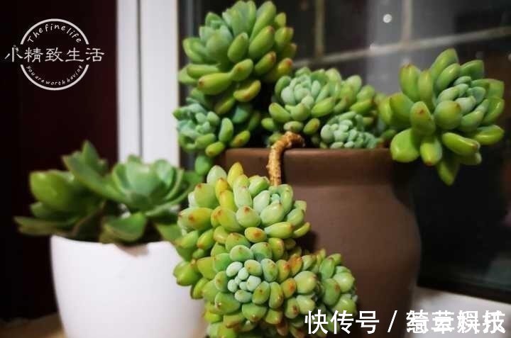 水桩|多肉老桩有真伪,3种“伪老桩”鉴别,揭开真面目,避免被忽悠