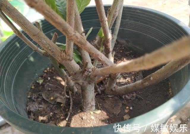 4种“陷阱”花,不适合新手,花店遇到要避开,别白花买花钱