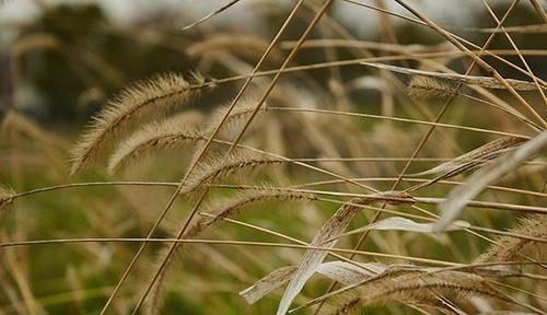  到处|农村到处可见的“狗尾巴草”，也是中草药，3个好处你可能不知道