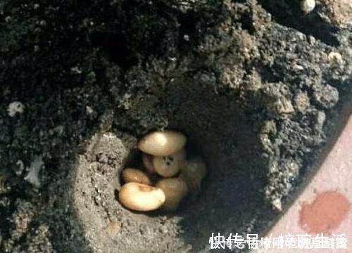 花盆|还在用花肥养花盆里埋10粒它,半年不用施肥,叶绿花又旺