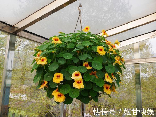 养花就养5种花,好养易活花量大,开花爆盆很漂亮,谁养谁上瘾