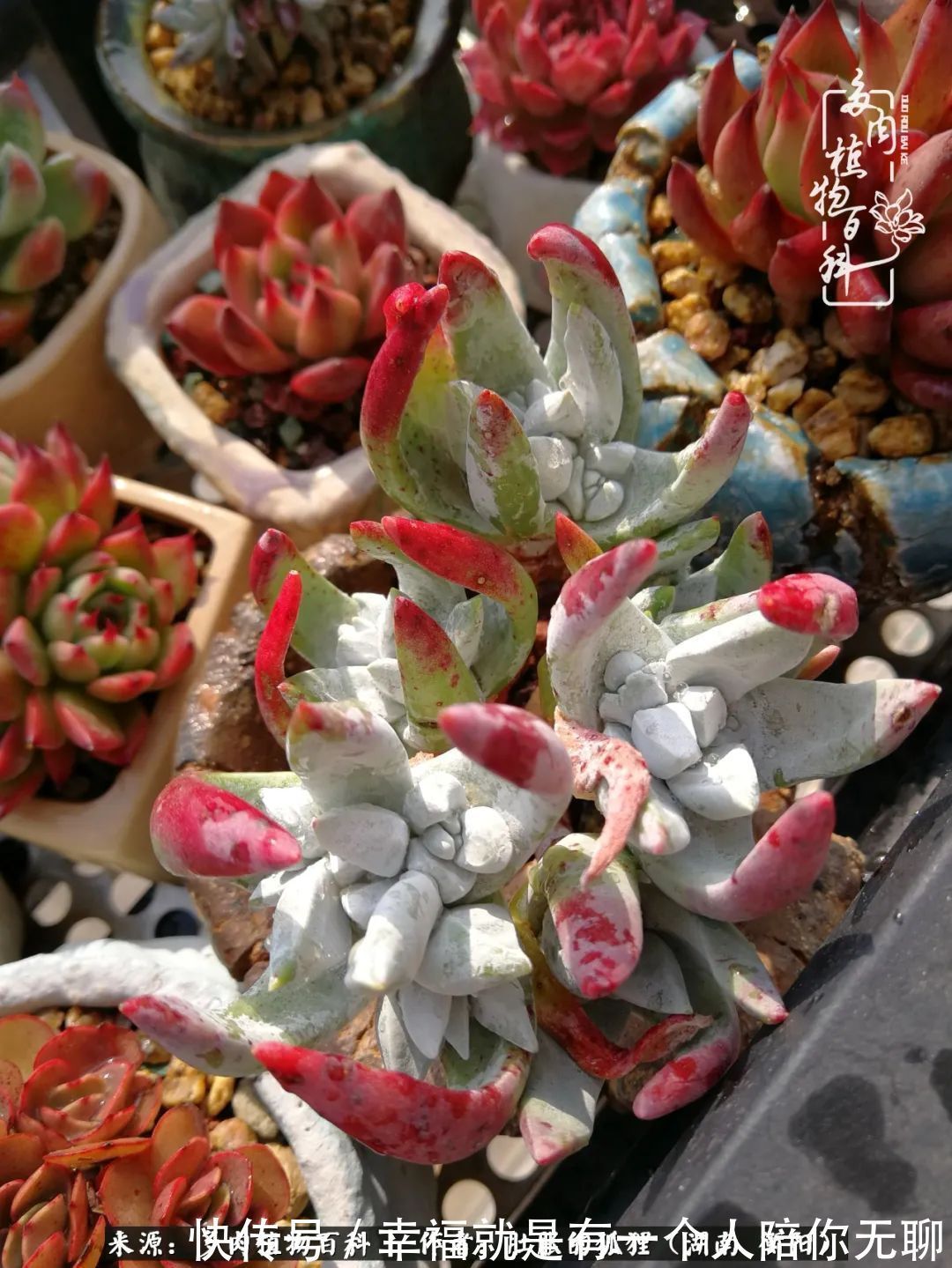 爱这一片缤纷的色彩，因为我们都是好色之徒！