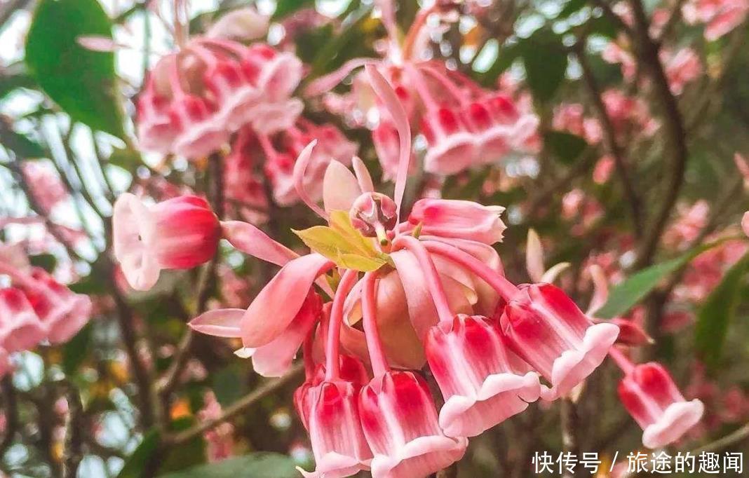 温度|几种花,高手都养不活,能养好的都是大师