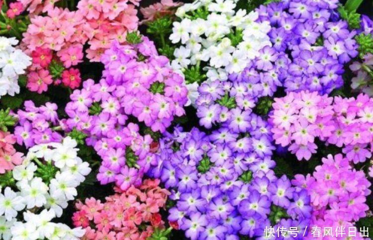 懒人|4种花就适合现在养,花朵多、花期长,新手懒人都养得好!