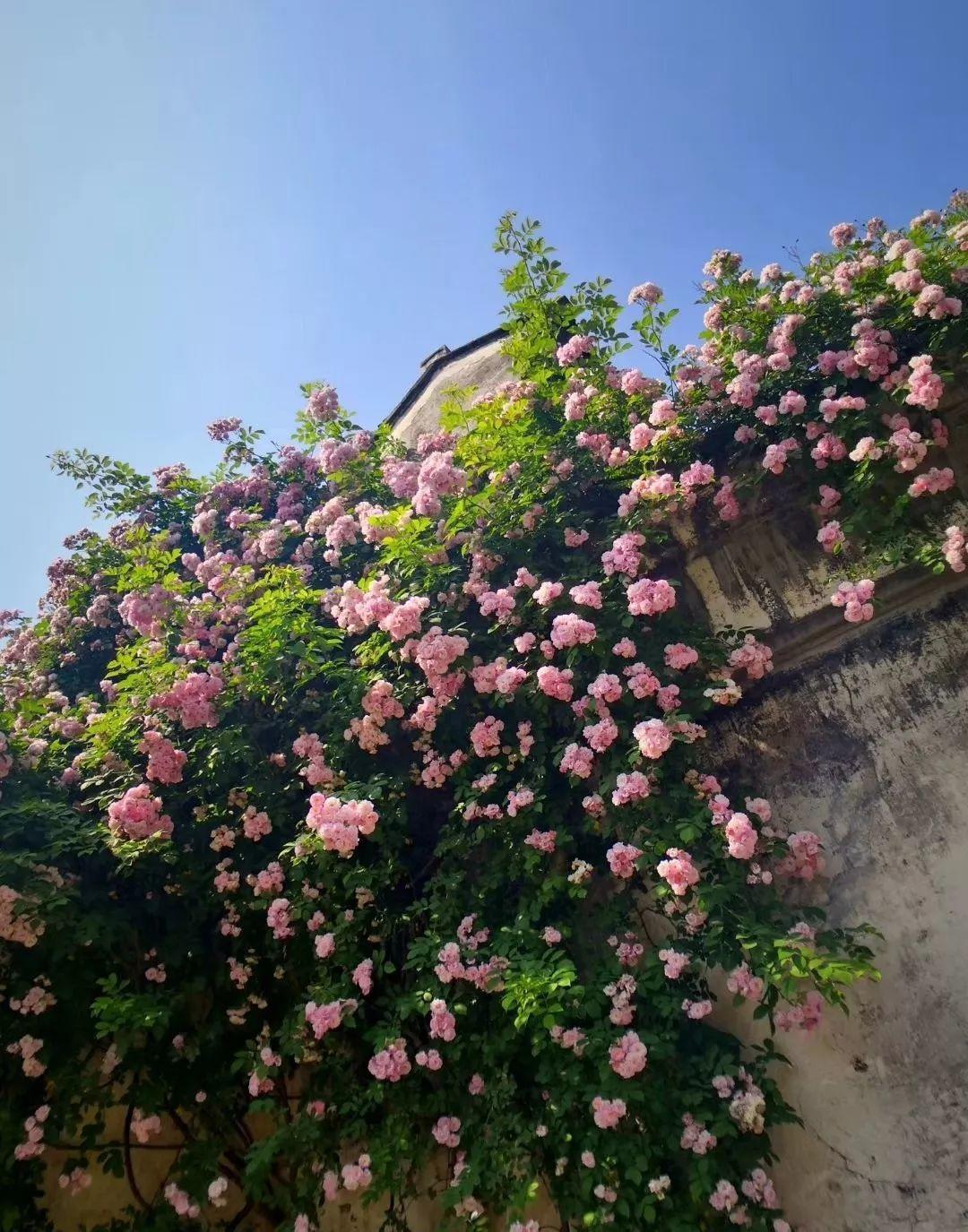 农村养花优势发,地大肥多,一不小心养成小花海!