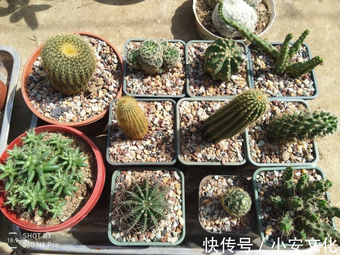 花花|适合放在办公室的花,净化空气一把手,路边三块钱就能买一盆