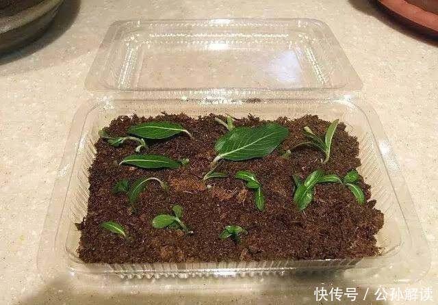 种花|此几种花只要扦插就能成活爆盆,比几十块买来的都要漂亮