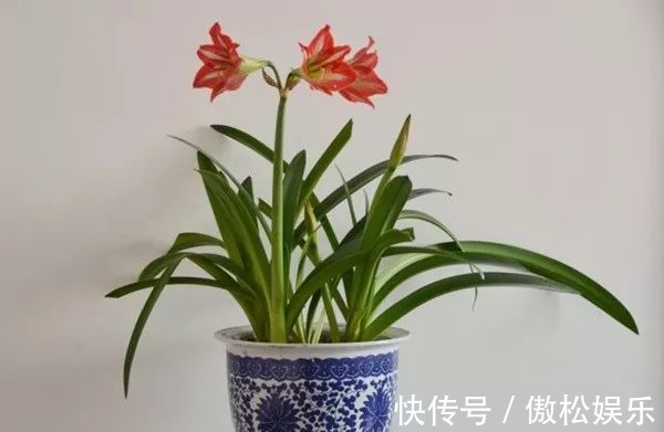 朱顶红光长叶子不开花,做好这6点,轻松开爆盆!