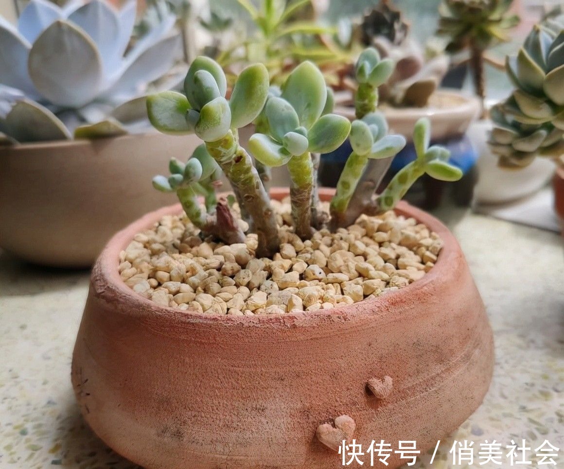 叶片|养多肉,最怕掉叶子,平常少浇水,多晒太阳,多肉不掉叶