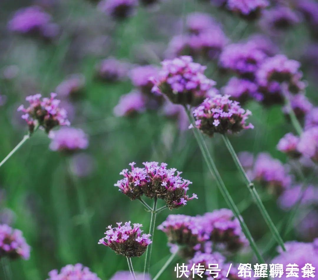 马鞭草|仲夏松江，花开正盛，夏雨荷，今天就能满足你→！