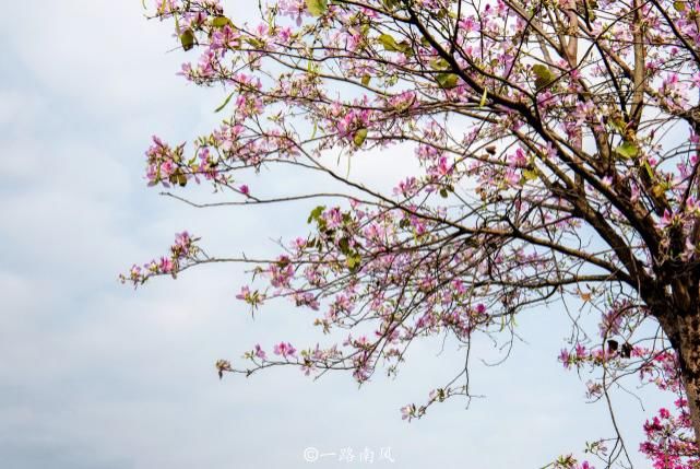 赏花不一定要去武汉婺源，广州海珠湿地紫荆花带浪漫梦幻，太美了