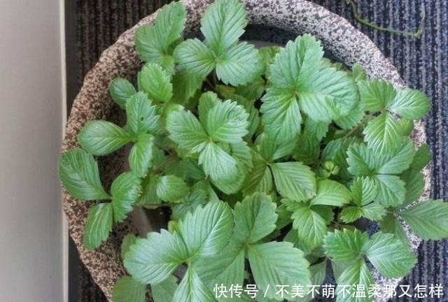 迷迭香|在办公室摆上这三种盆栽，淡淡清香飘满房间，美观还提神醒脑