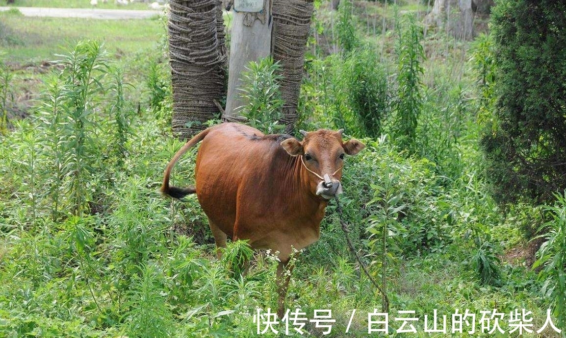 古诗#3首滑稽幽默的古诗,语言通俗直白,大俗之中见大雅