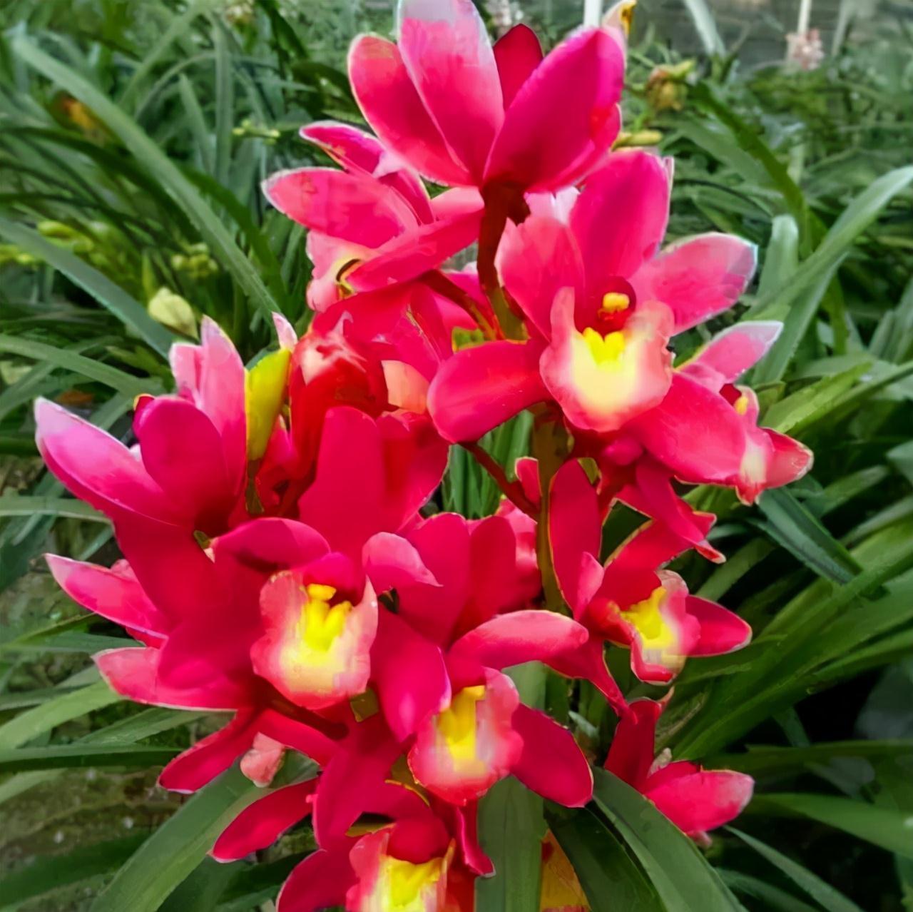 年宵花买大将军，花大色艳，平常打理简单，价位很亲民