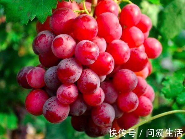 美容|女人到40不想长皱纹,多吃这5种保健水果,个个是宝,嫩肤美容