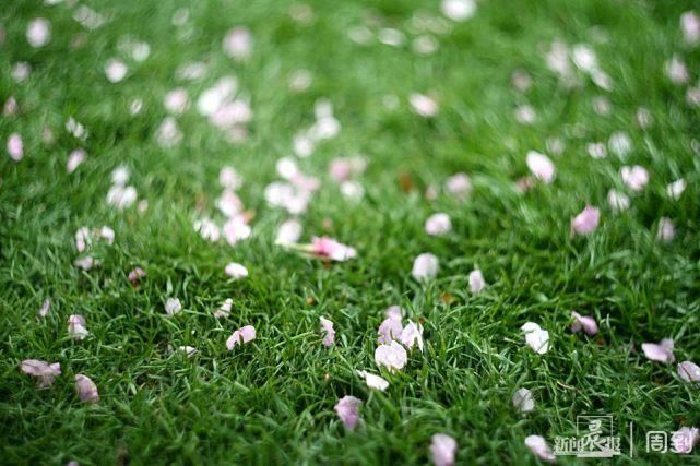 雨打樱花，花衬雨，雨中樱花别样美！内附保姆级拍花攻略