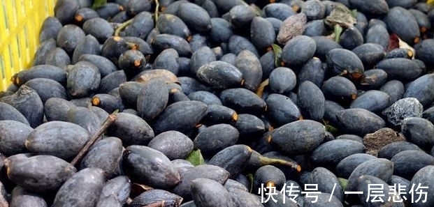 农村|农村一种果子很稀有,城里人出高价吃不到,能清热解毒消肿止痛