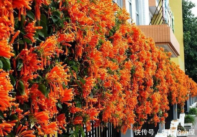 等我们老了,买一处院子,种上4种花,在花海里看花开