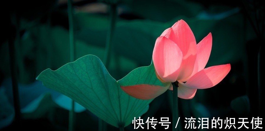 有滋有味|进入8月,好运一波接一波,钱财无忧,日子有滋有味的生肖