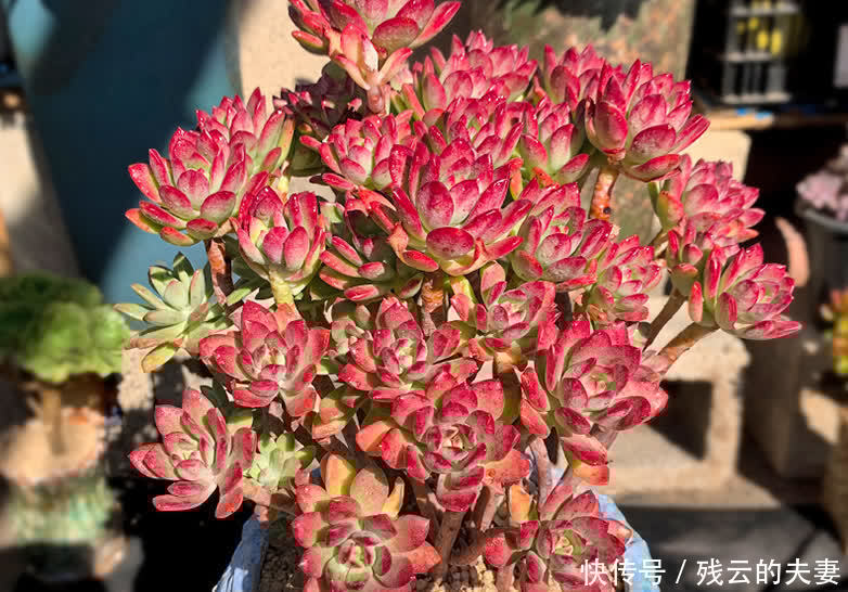 养多肉,此“货”漂亮、长势强,蹭蹭长不停,养2年就变老桩