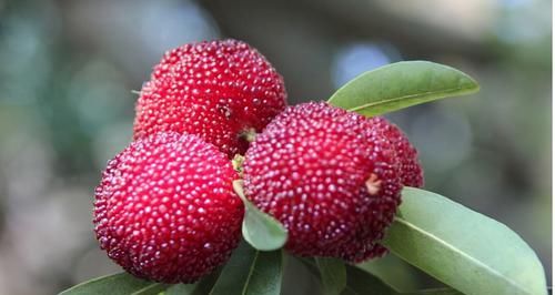  食物|皮肤差的女性要会吃，常吃3食物，排毒养颜，调经补血，营养滋补
