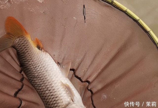 放生|想钓大鲤鱼很难么教你4招钓到手软,3斤一下直接放生!