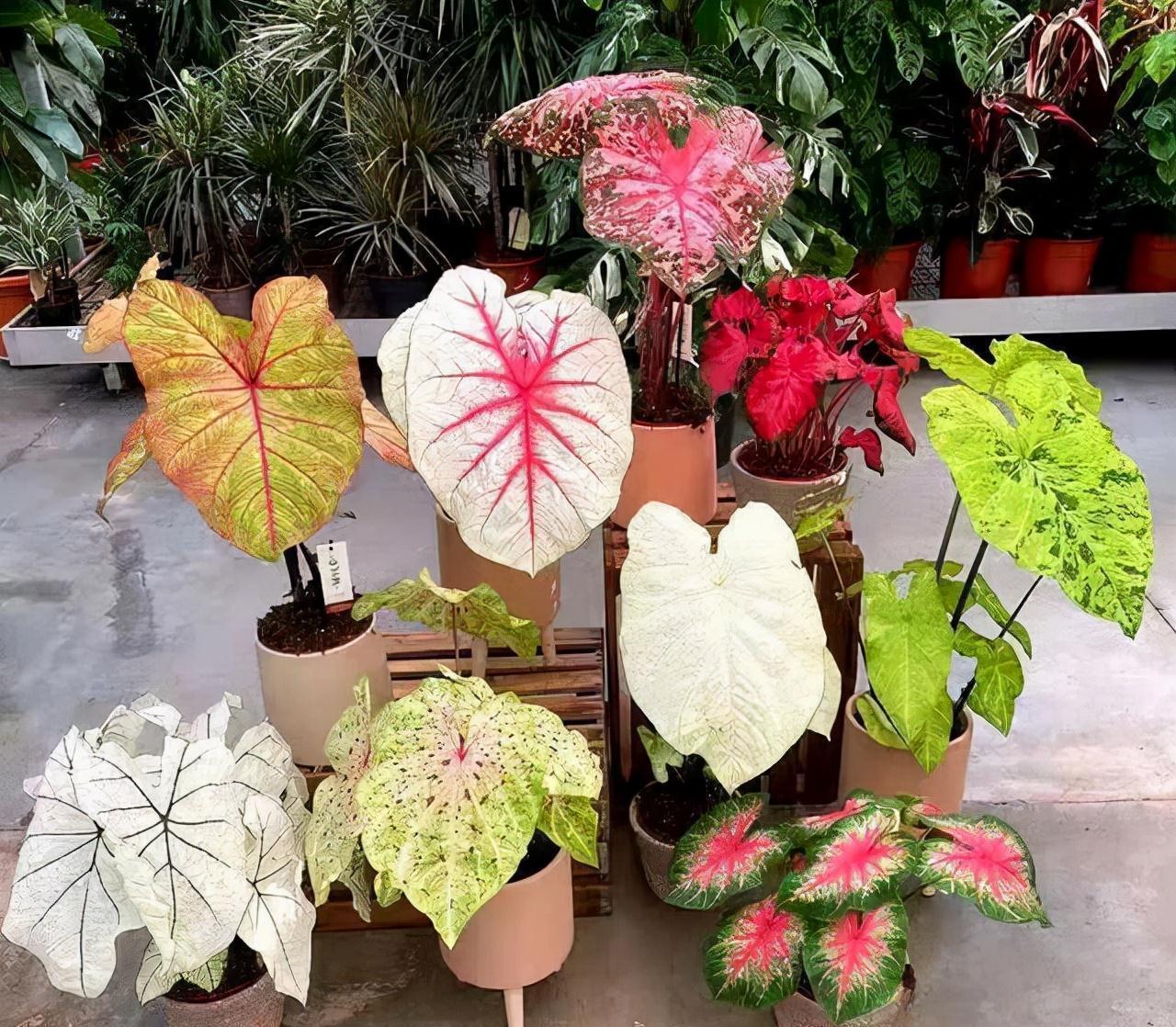 “10种花”好养又漂亮,有点散光就“生长”,花叶俱美,富贵大气