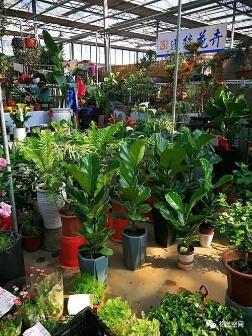 反季节|花市买花，别轻易“入坑”，这4种情况的花，再好看也别买