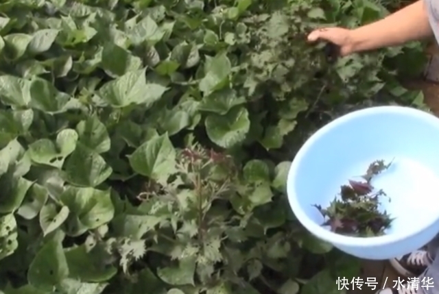 原产中国有两千年历史的香料,种一棵就能吃很多年,浑身都是宝