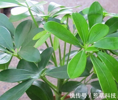 里美|居家就养这三种绿植，既上档次又招财，好看又耐活