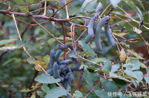 农村这其貌不扬的野果,味道香甜,根可以拿来洗澡,种子能榨油