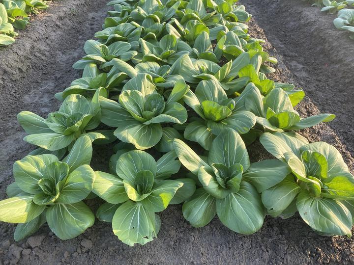 育种|青菜你爱吃菜梗,还是菜叶?默默成长20年,青菜界“紫霞仙子”揭开神秘面纱