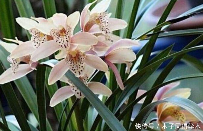 4种花超美的,四季繁花似锦,养在家里美得让人毫无抵抗力