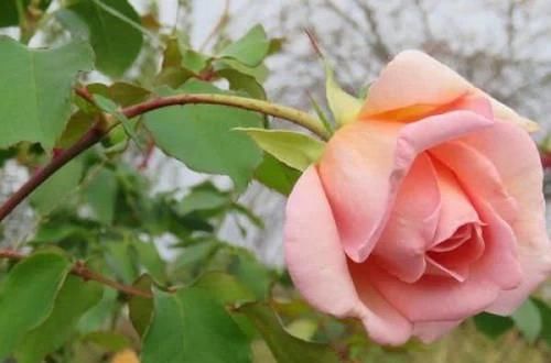 美丽|喜欢花量大的就养此3种花,爆盆容易不操心,一年四季开花不停歇