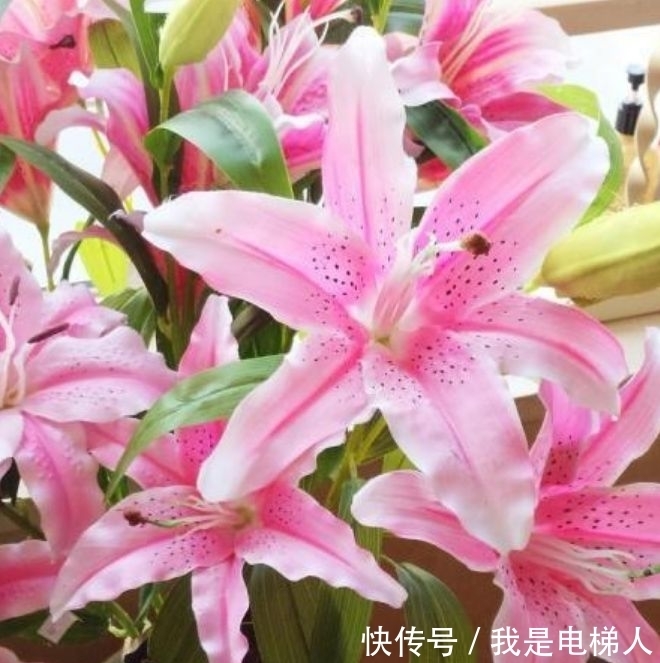 最适合新手养的4种花,沾土就能活,满树都是花朵,漂亮极了