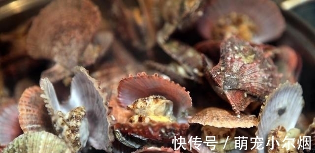 蒸扇贝时，直接上锅蒸就“废了”，教你一招，扇贝肉质鲜嫩不回缩
