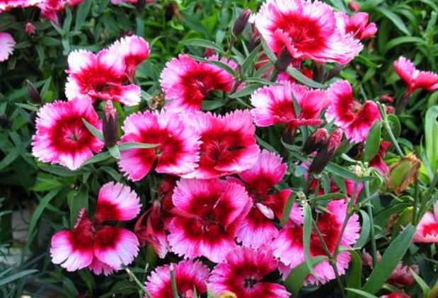 别说石竹不好养，只要把“1种东西”埋入土里，不久就会爆盆满