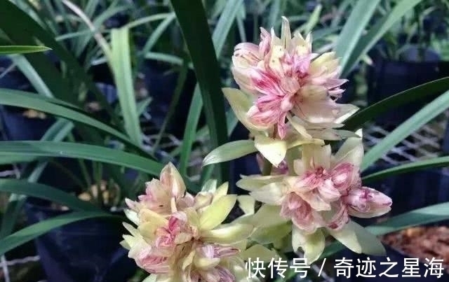 兰花中的“仙女”—富山奇蝶，花色清新香味浓，花型雅致，易养护