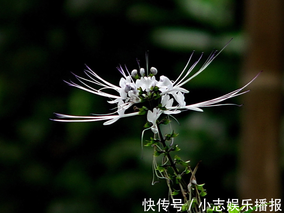 高尿酸|尿酸“死对头”找到了,早晚吃两口,稳定尿酸,将痛风拒之门外
