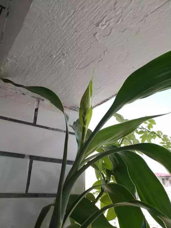 4种花有灵性,平时难开花,一有好事就开花!