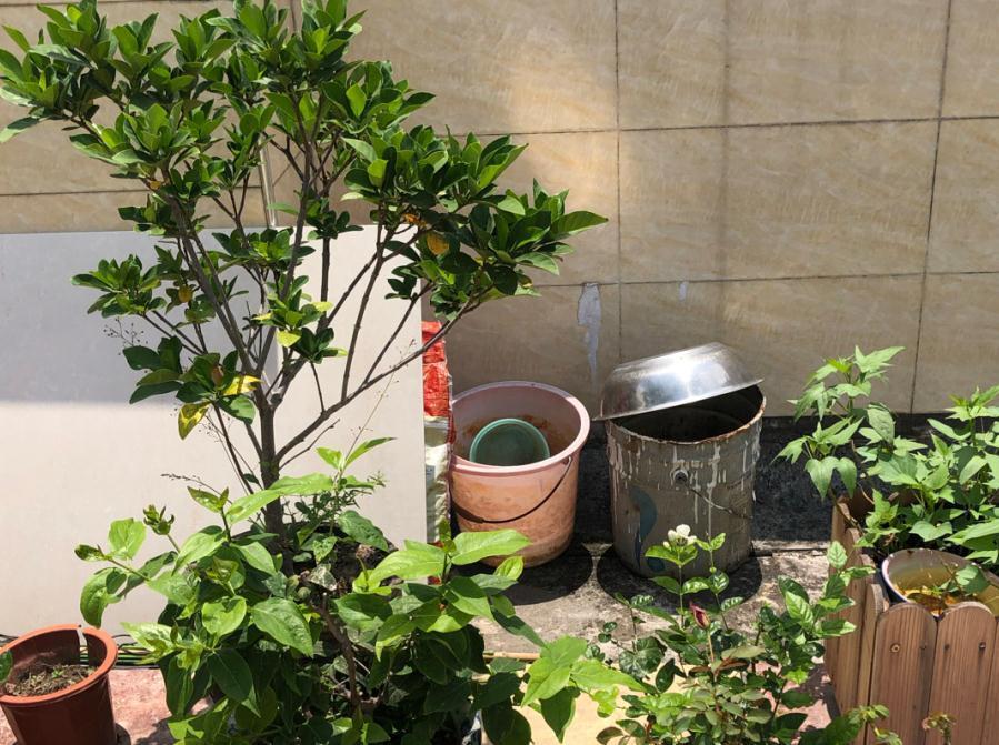 90岁老爷爷为初恋种了满院的茉莉,每次开花,就会引来路人观望