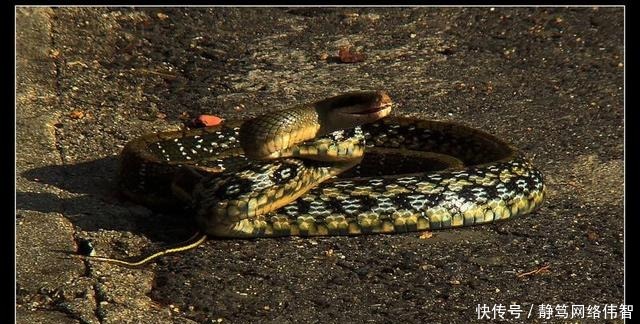 隐秘|清宫太监不好干,他们掌握着7件皇家隐秘,至死不说