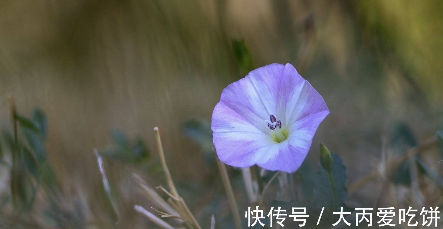 生肖|12月，桃花迷人，若即若离，3生肖爱在当下，执手姻缘，相约到老